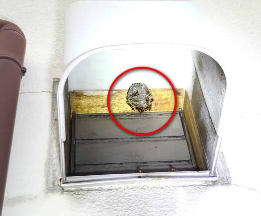 アシナガバチ注意点換気口